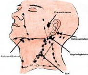 Palpaci en coll i en zona supraclavicular per detectar possibles adenopaties
