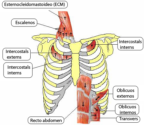 Inspecci: BEG, no cianosi acra, discreta hiperventilaci (FR: 24x'). No tiratge intercostal. No s de ms accessria 