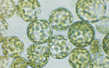 protoplastos