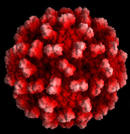 virus